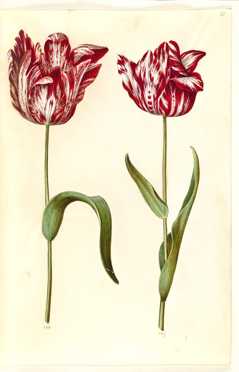 Tulipa gesneriana (lale var) by Hans Simon Holtzbecker
