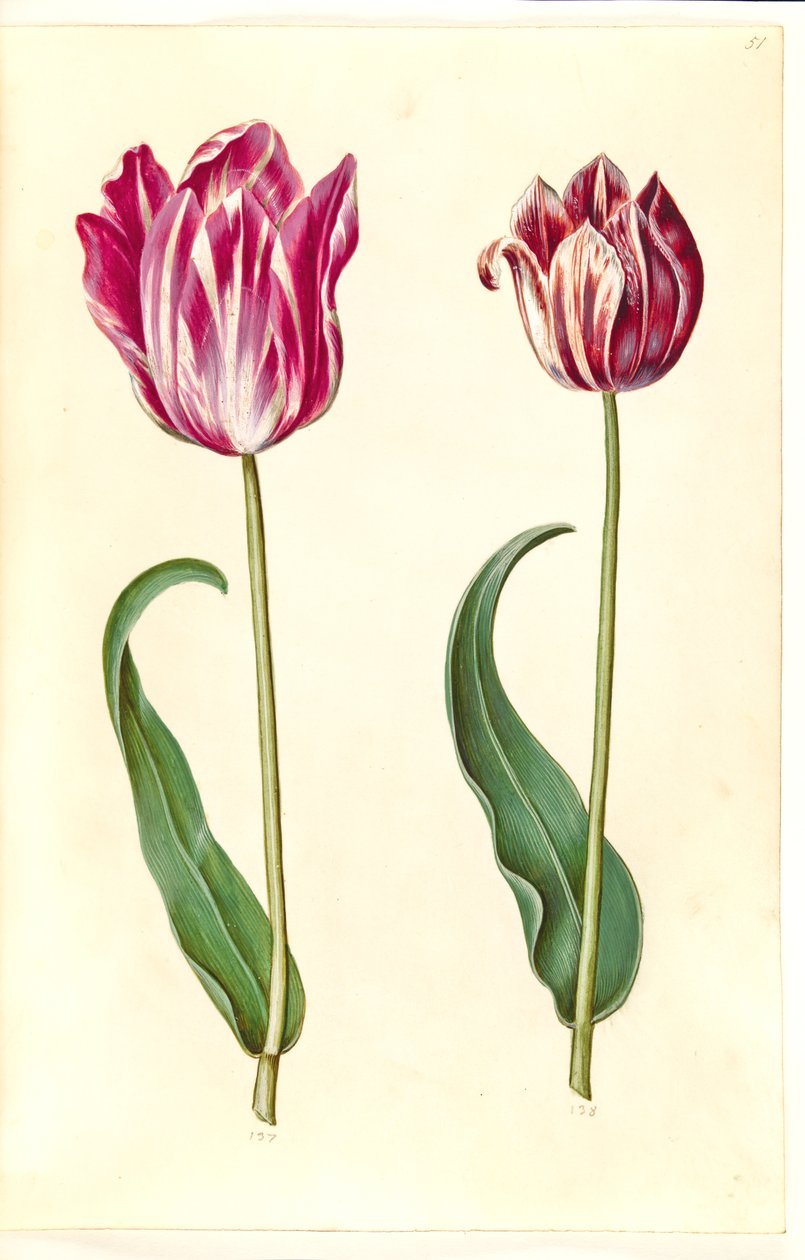Tulipa gesneriana (lale var) by Hans Simon Holtzbecker