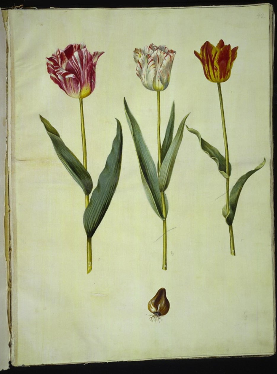 Tulipa gesneriana (lale var) by Hans Simon Holtzbecker