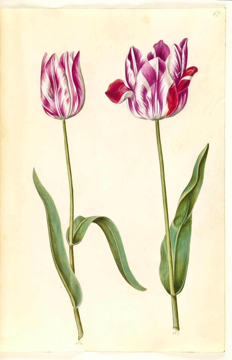 Tulipa gesneriana (lale var) by Hans Simon Holtzbecker