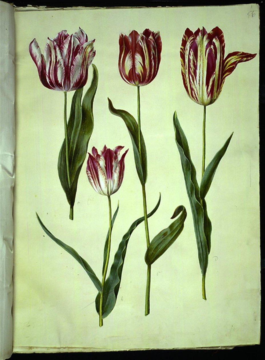 Tulipa gesneriana (lale var) by Hans Simon Holtzbecker