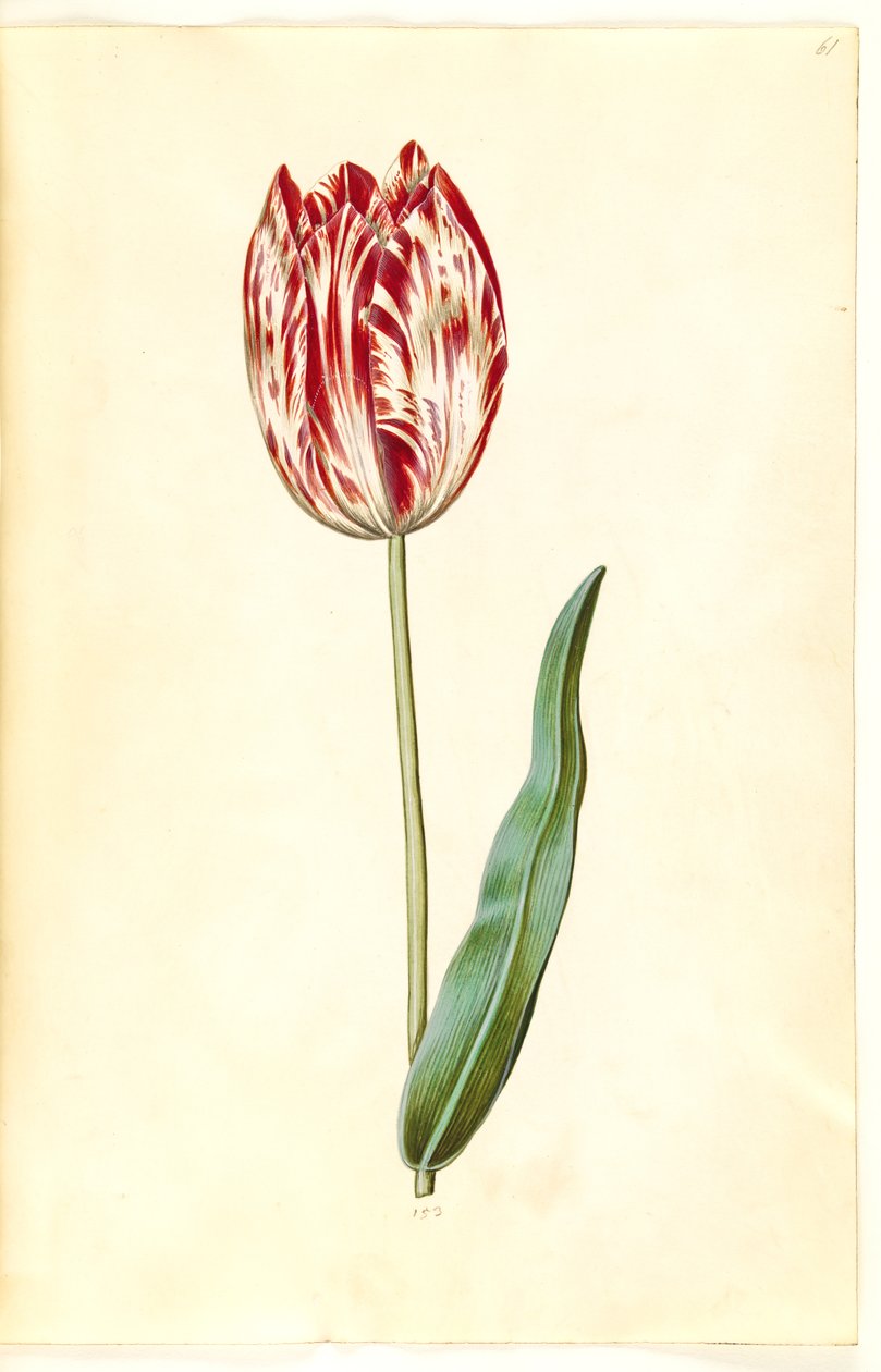 Tulipa gesneriana (lale var) by Hans Simon Holtzbecker