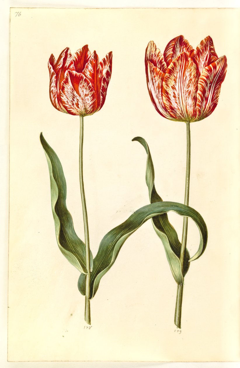 Tulipa gesneriana (lale var) by Hans Simon Holtzbecker