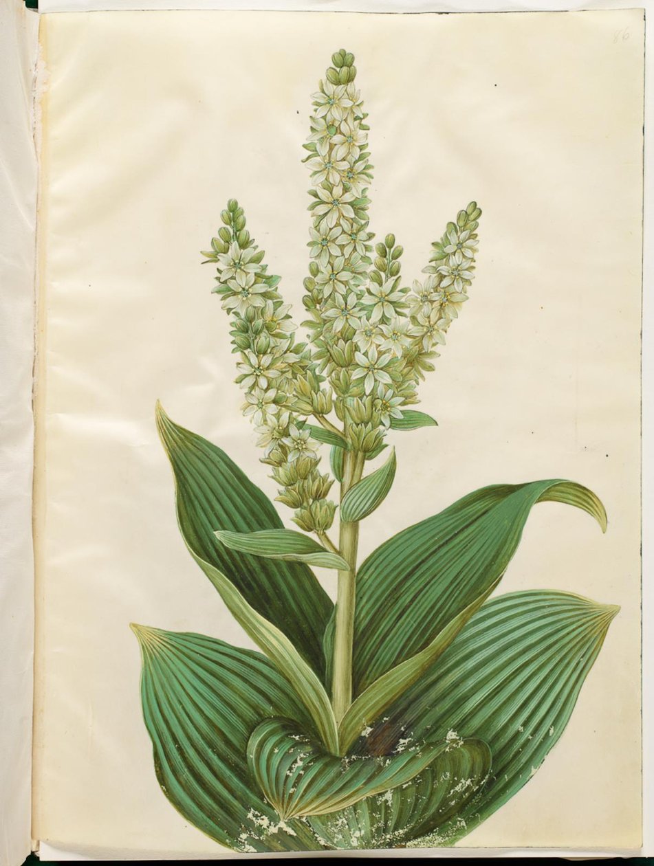 Veratrum albümü (beyaz broşür) by Hans Simon Holtzbecker