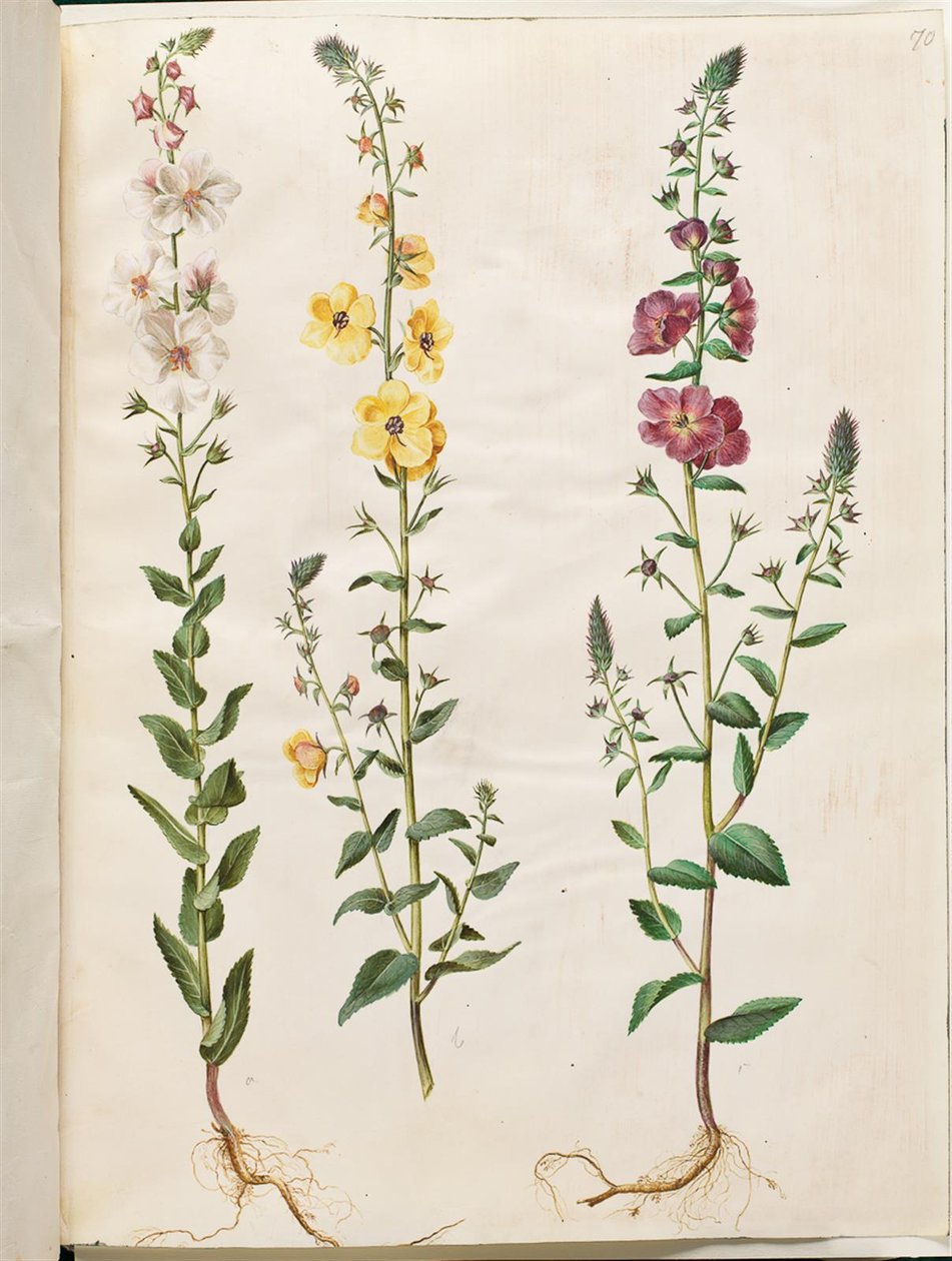 Verbascum blattaria (sınıf kral listesi); Verbascum phoeniceum (mor koni) by Hans Simon Holtzbecker