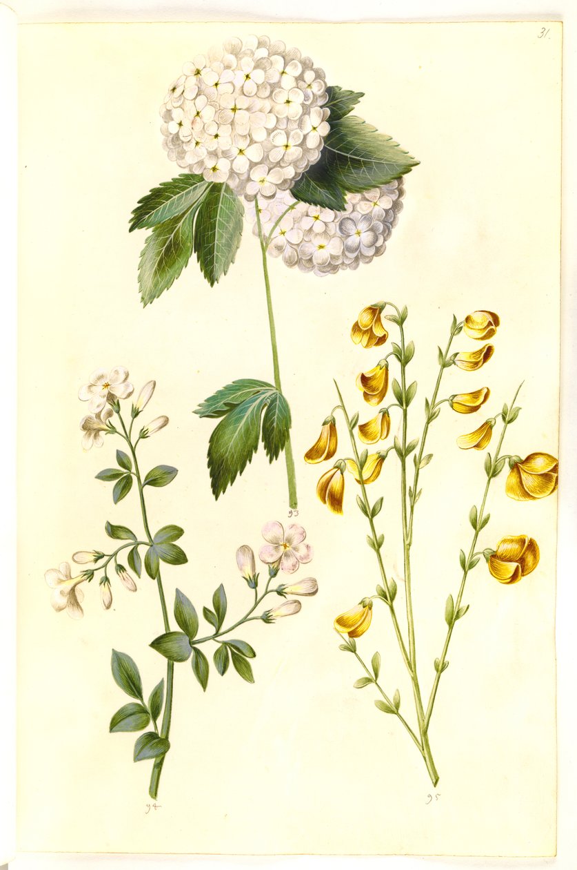 Viburnum opulus (ortak kartopu); Jasminum officinale (doktor-yasemin); Cytisus scoparius (ortak süpürge) by Hans Simon Holtzbecker