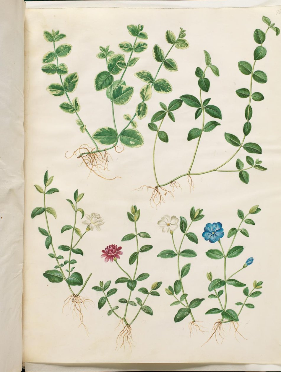 Vinca minör (biraz tekil) by Hans Simon Holtzbecker