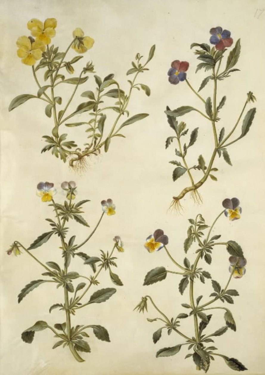 Viola cornuta (korno-viol); Viyola üç renkli (ortak hercai menekşe) by Hans Simon Holtzbecker