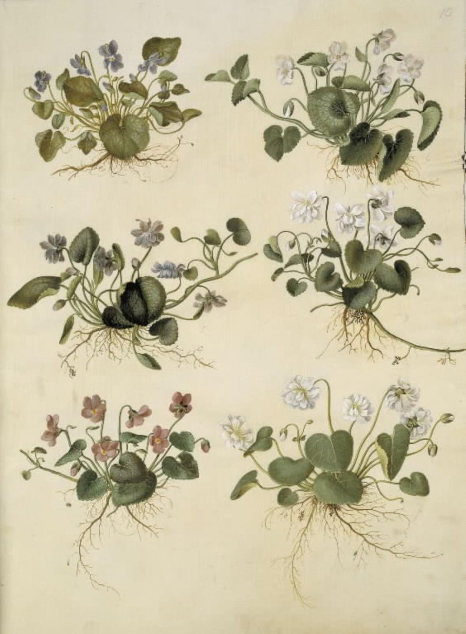 Viola odorata (mart-viol) by Hans Simon Holtzbecker