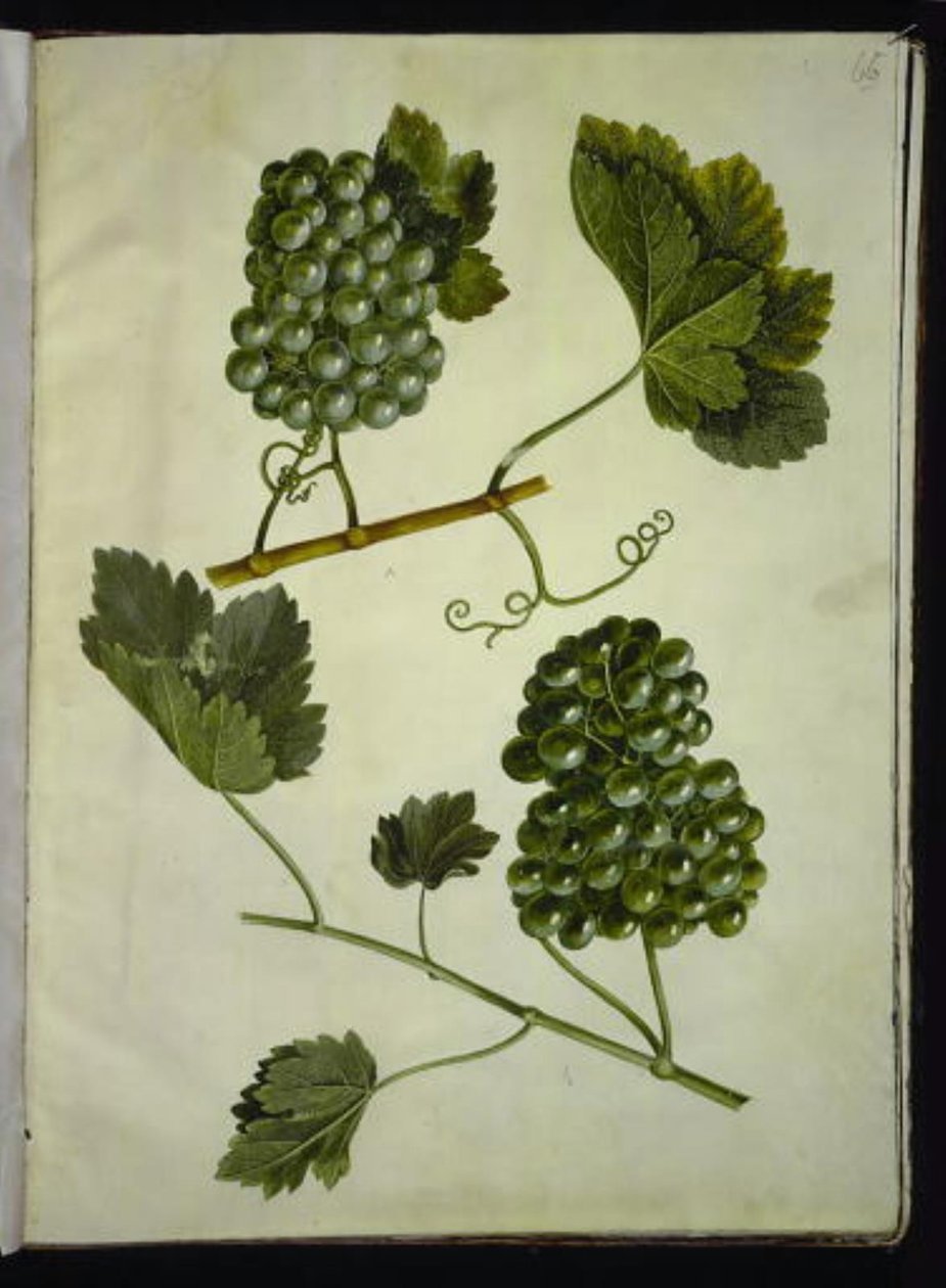 Vitis vinifera (sıradan şarap) by Hans Simon Holtzbecker