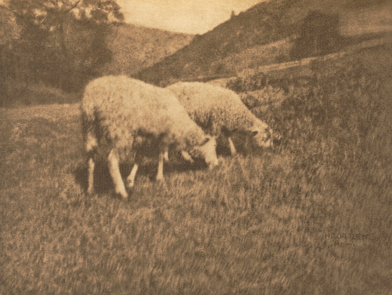 Kamera Çalışması: Koyun by Hans Watzek
