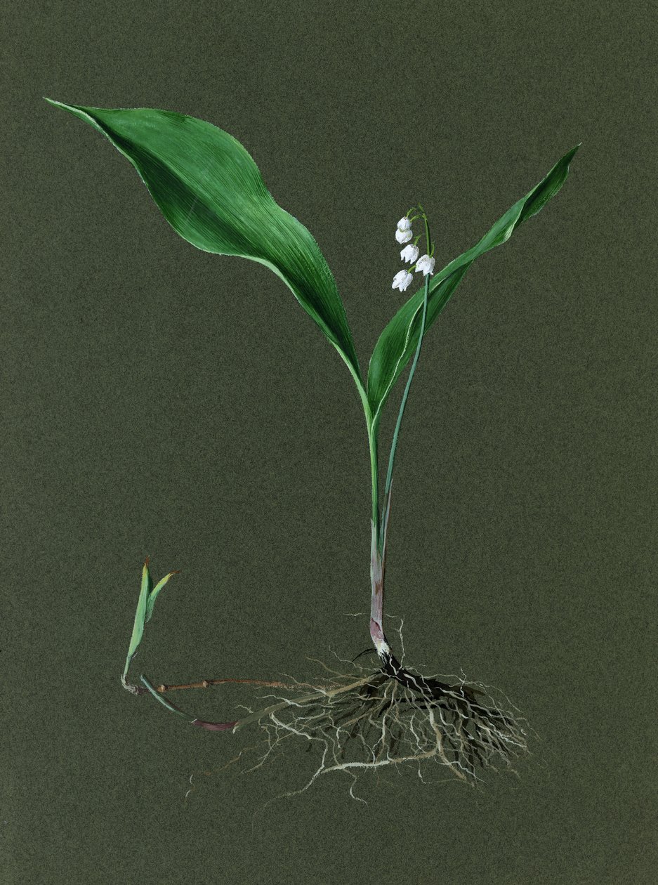 Convallaria majalis Vadideki Zambak, c1870-1920. by Harold Drinkwater