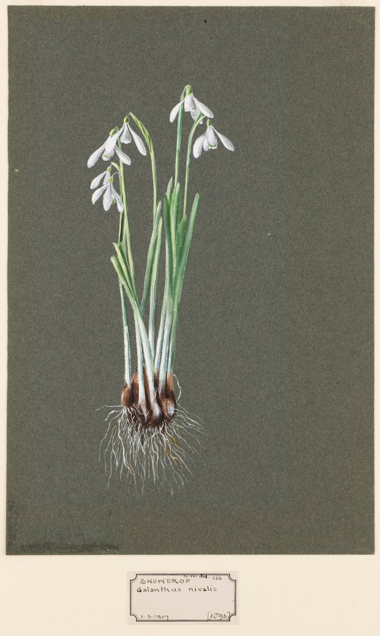 Kartaca Nivalis