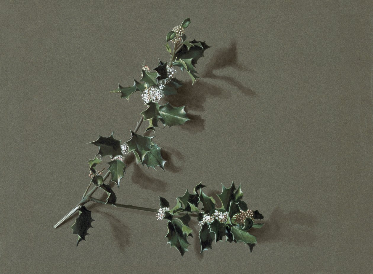 Ilex aquifolium L. Common Holly, c1870-1920. by Harold Drinkwater