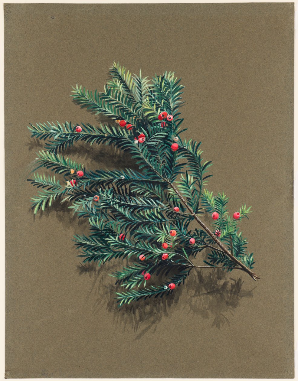 Taxus baccata L. Porsuk, c1903 -1915. by Harold Drinkwater