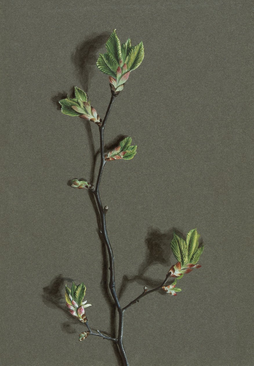 Ulmus glabra Huds Wych Elm, c1870-1920. by Harold Drinkwater