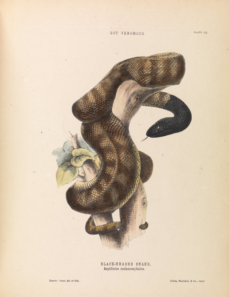 Kara Başlı Yılan, Aspidiotes melanocephalus by Harriet Scott