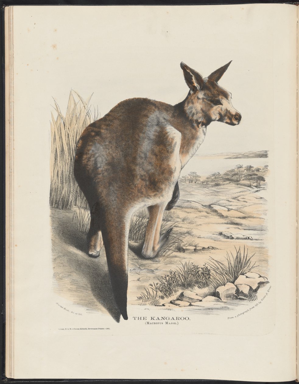 Avustralya Memelileri (Krefft) Nla.obj-33627803-11 Kanguru by Harriet Morgan