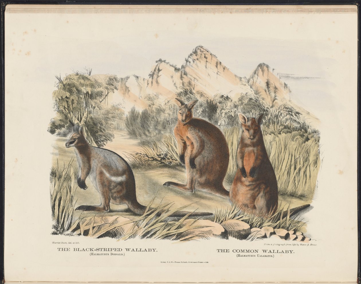 Avustralya Memelileri (Krefft) Nla.obj-33627803-13 Siyah Çizgili Wallaby ve Common Wallaby by Harriet Morgan