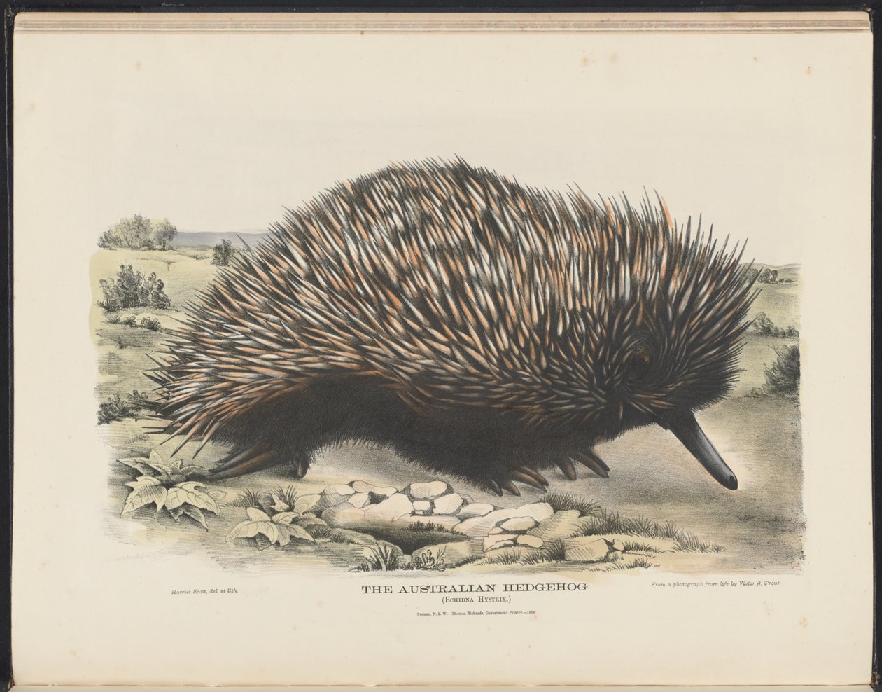Avustralya Memelileri (Krefft) Nla.obj-33627803-15 Avustralya Kirpi by Harriet Morgan