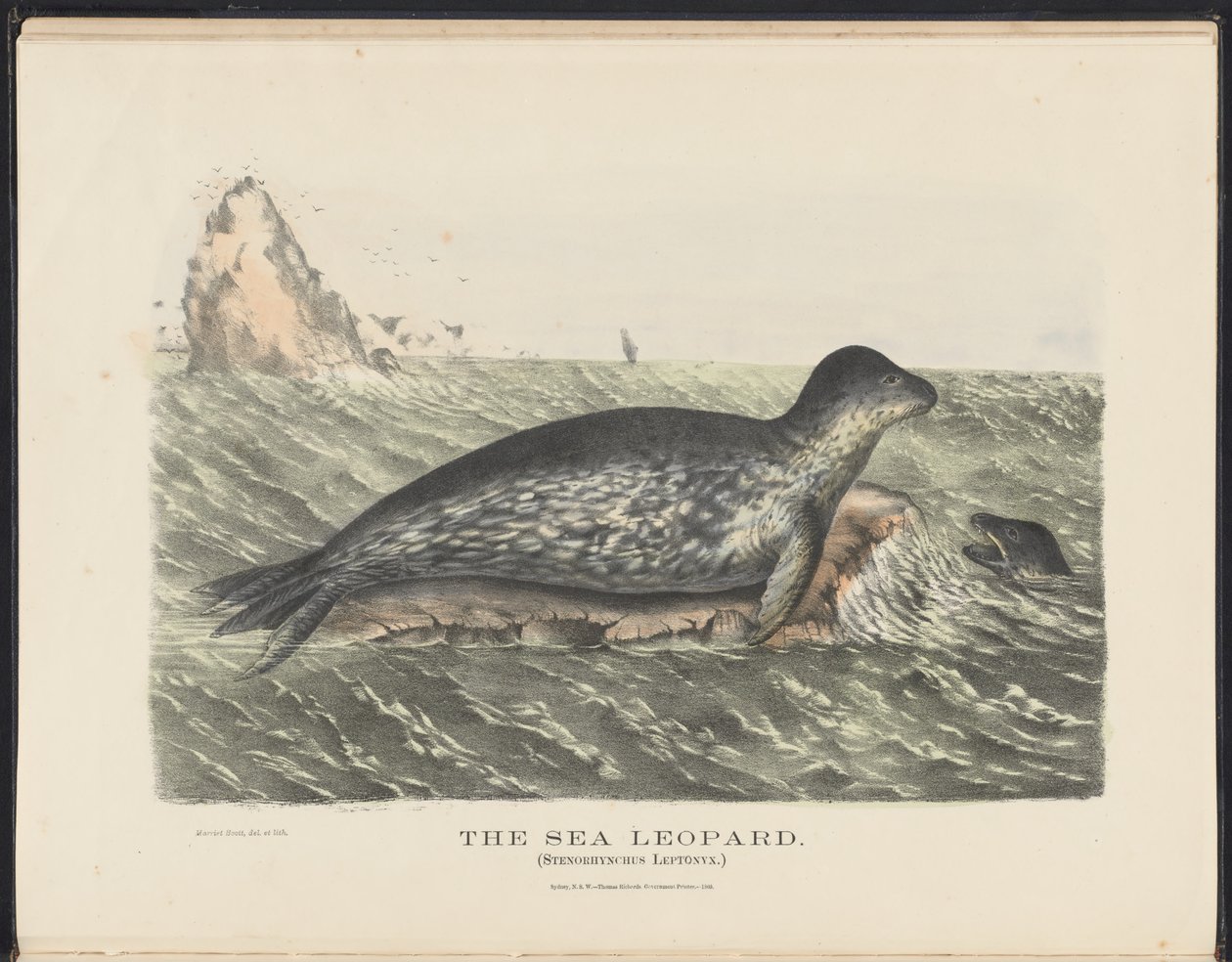 Avustralya Memelileri (Krefft) Nla.obj-33627803-5 Deniz Leoparı by Harriet Morgan