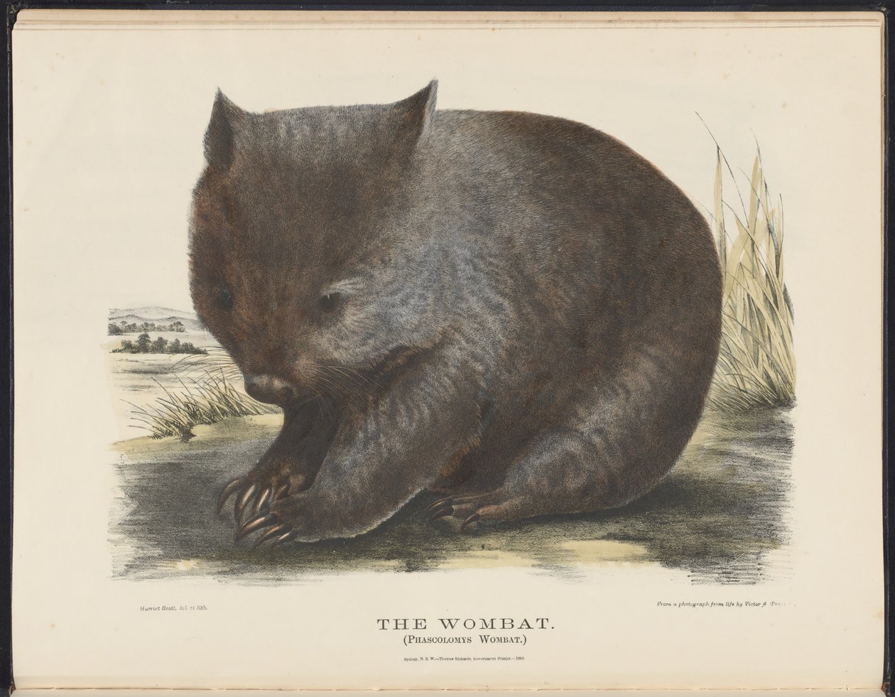 Avustralya Memelileri (Krefft) Nla.obj-33627803-6 Wombat by Harriet Morgan