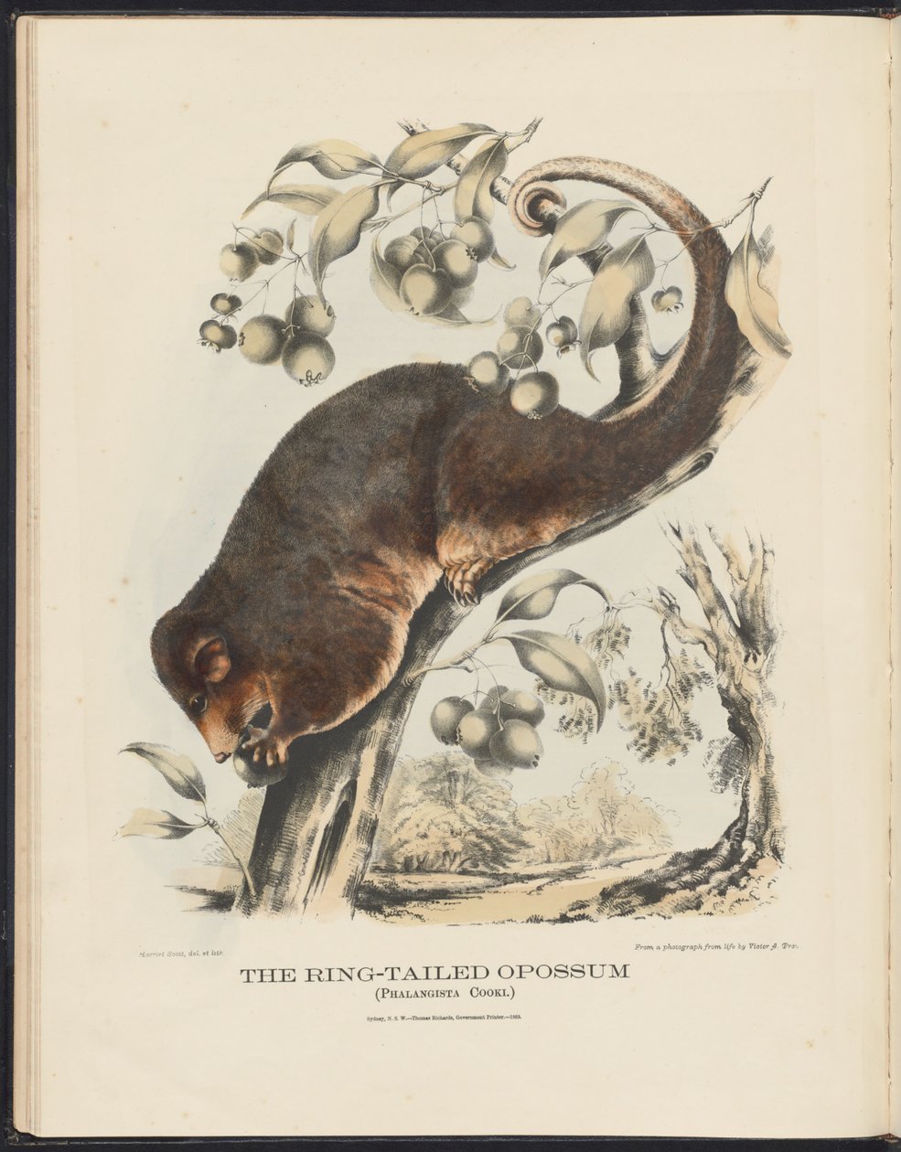 Avustralya Memelileri (Krefft) Nla.obj-33627803-8 Halka Kuyruklu Opossum by Harriet Morgan