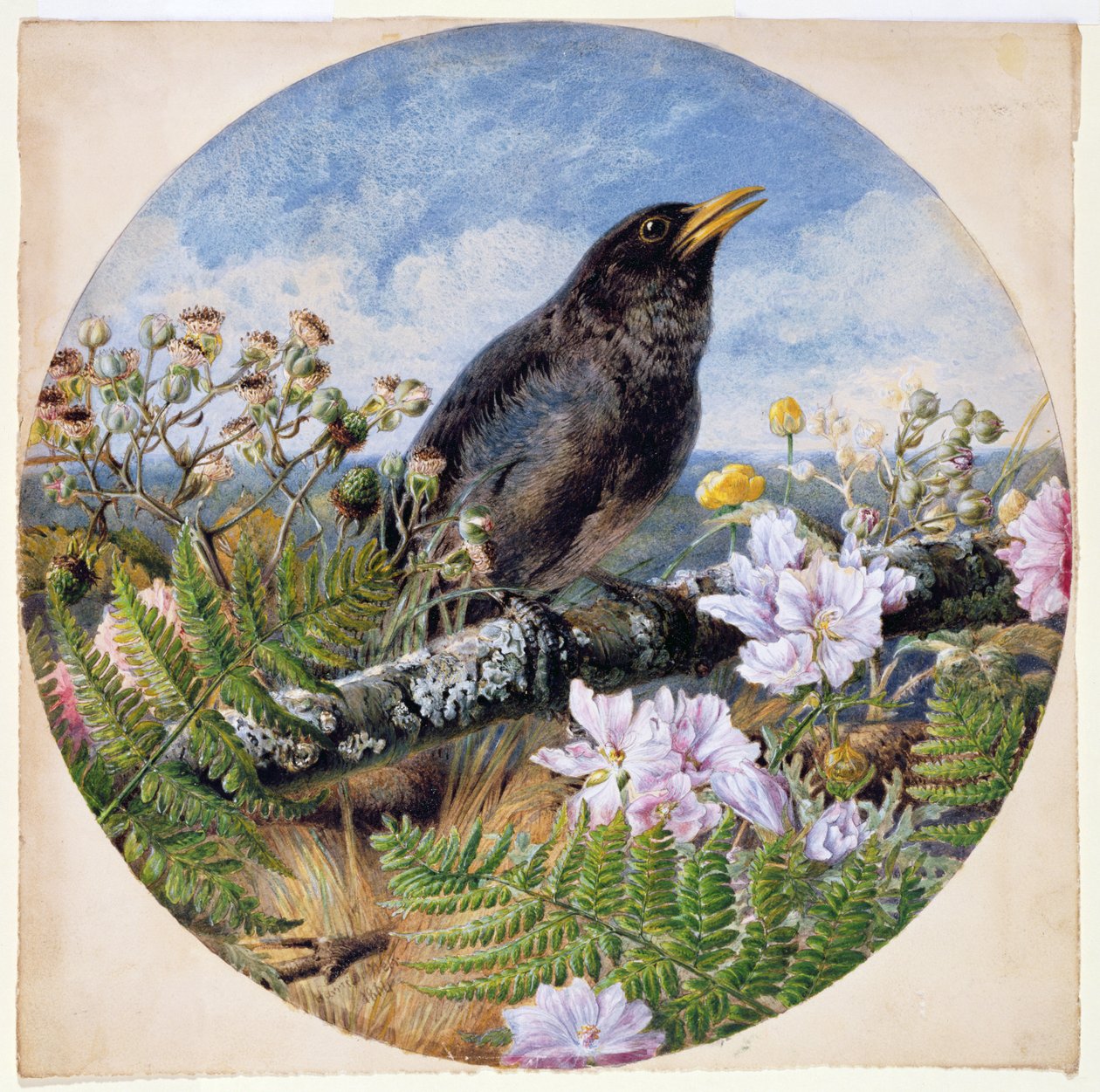 Blackbird, 1864 (wc, guaş, kağıt üzerine arap zamkı) by Harrison William Weir