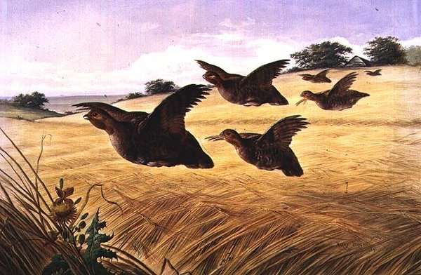 Bir Başbakan, Tombul Covey by Harry Bright