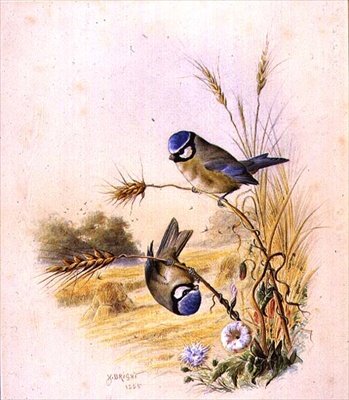 Mısır kulağındaki mavi göğüsler by Harry Bright