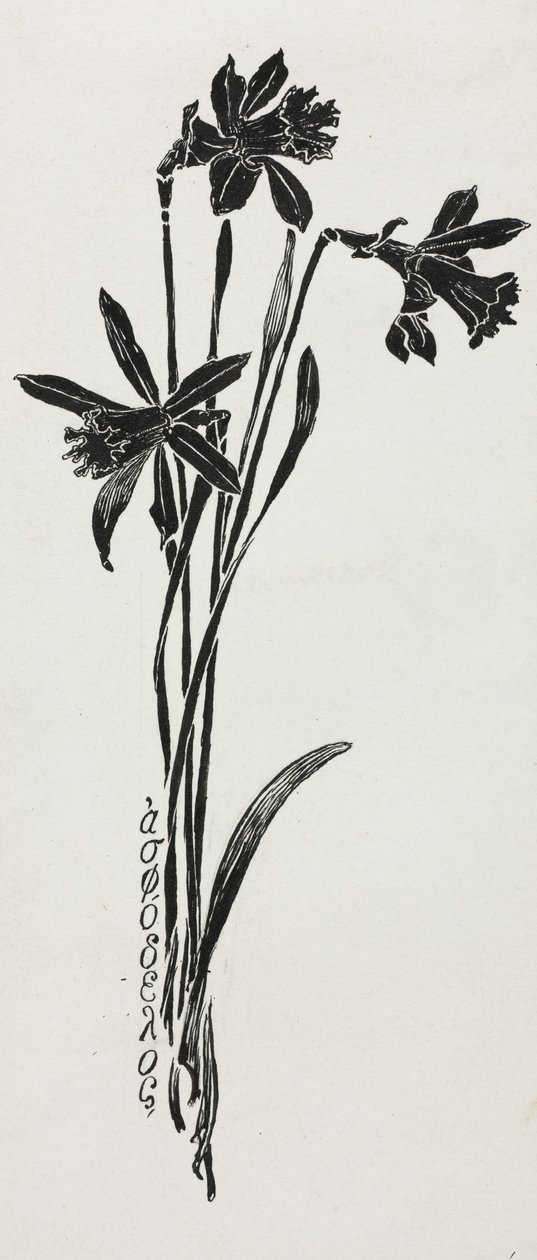 Nergis. by Harry Fenn