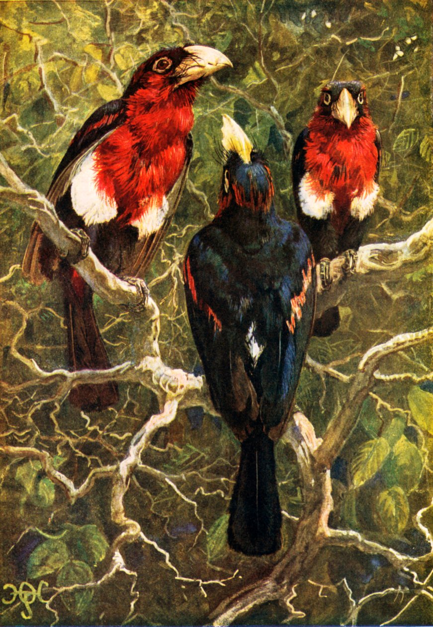  by Harry Hamilton (after) Johnston
