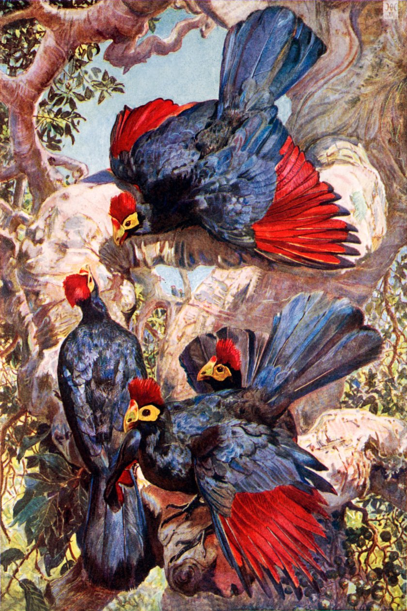  by Harry Hamilton (after) Johnston