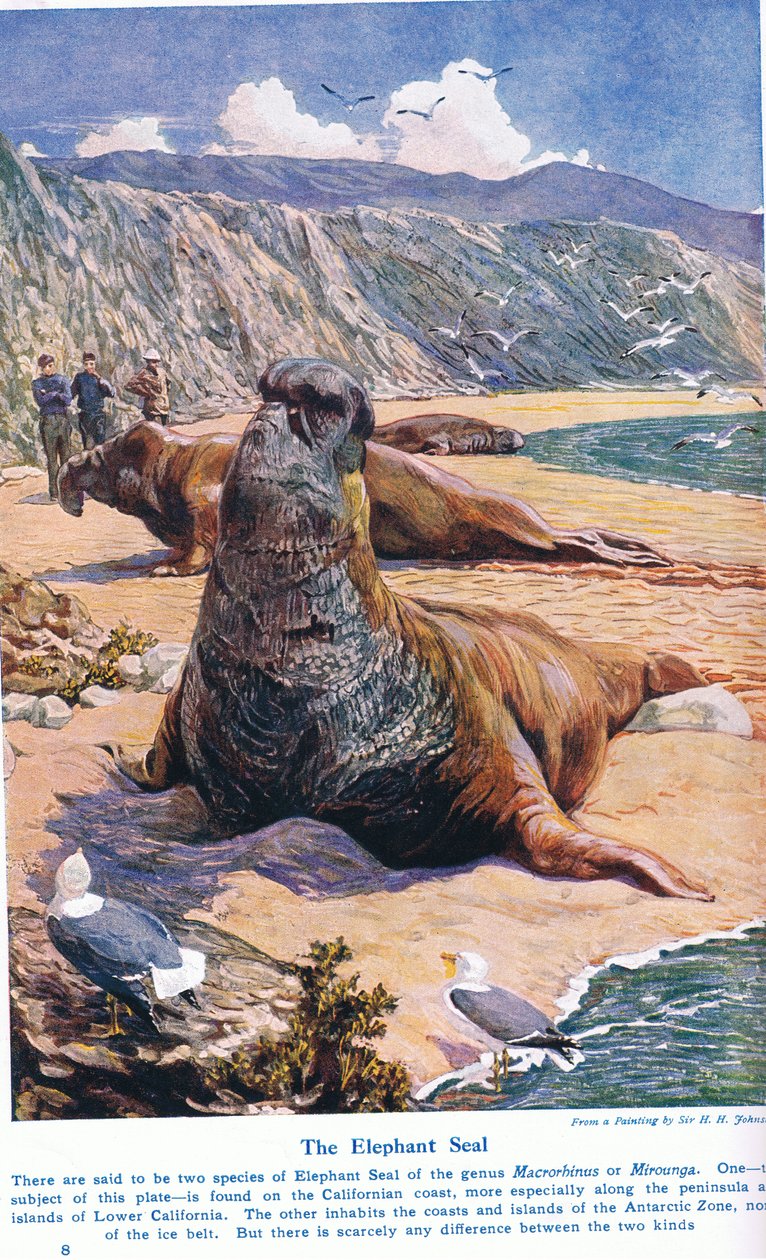 The Elephant Seal, 