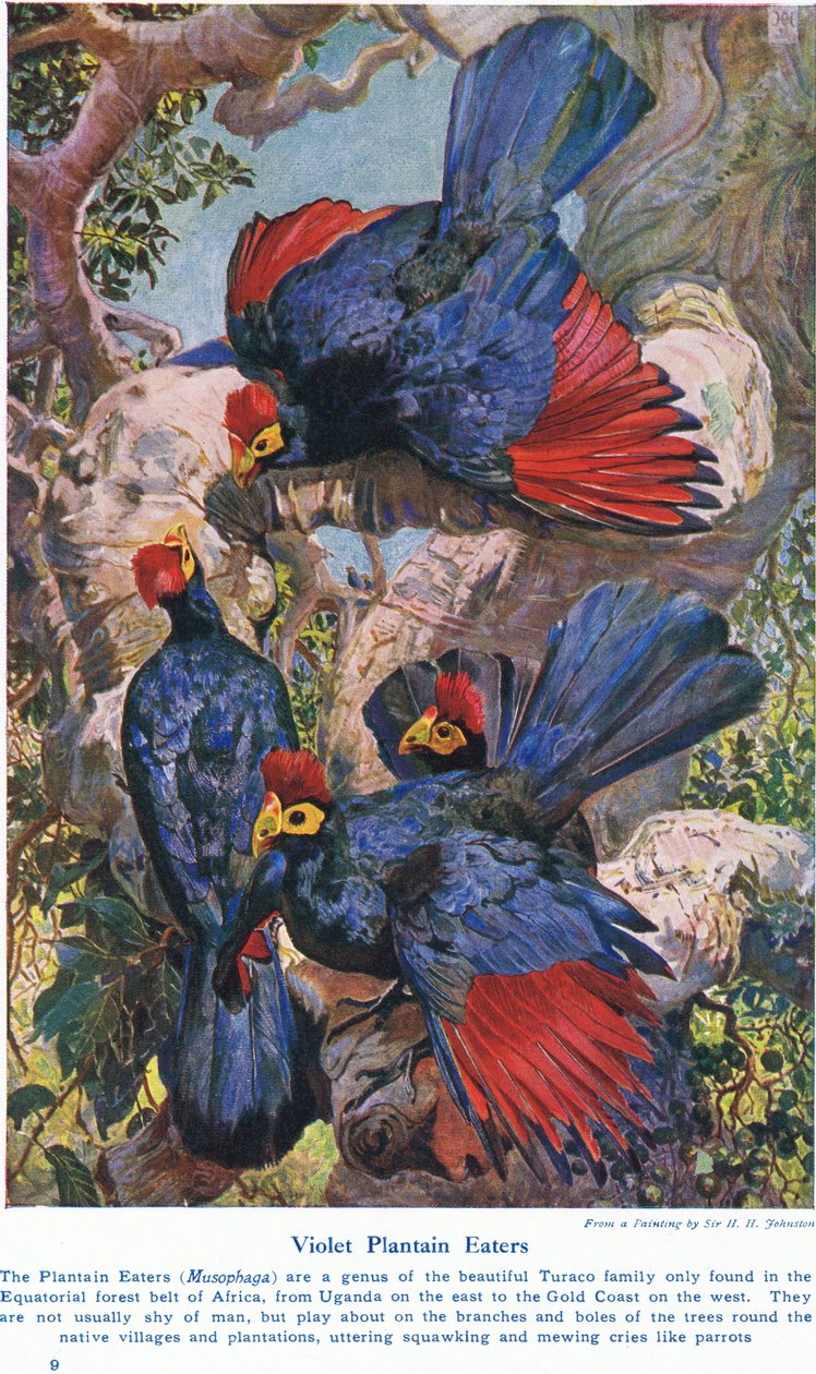 Menekşe Muz Yiyenler, Cassell, Londra, 1914 tarafından yayınlanan 