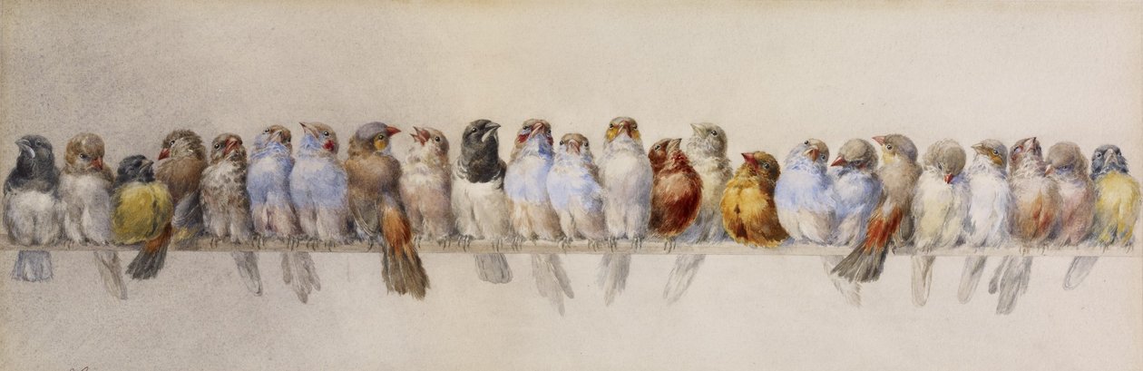 A Levrek of Birds, c.1880 (kağıt üzerine suluboya ve grafit) by Hector Giacomelli