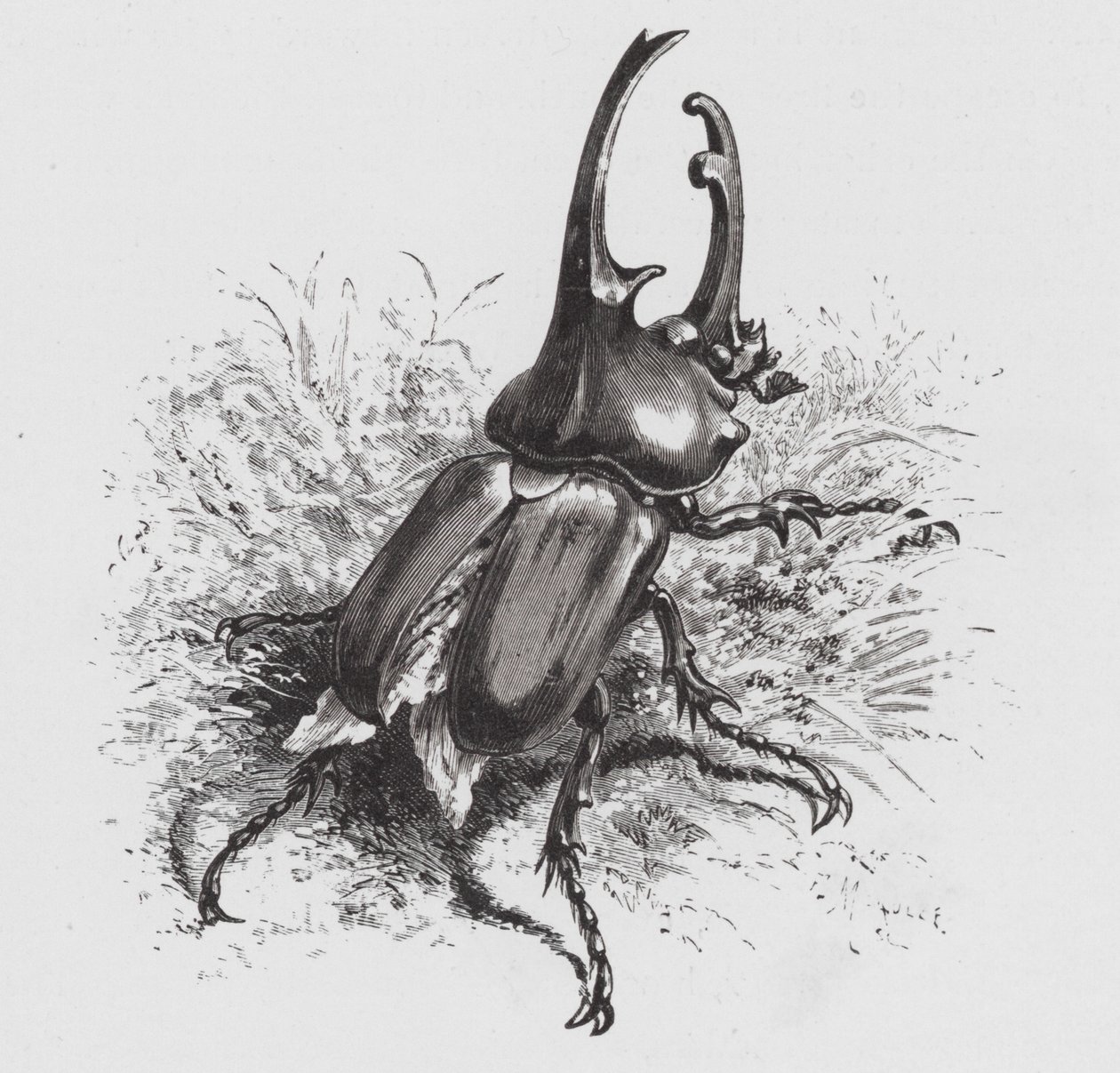 Böcek: Böcek (gravür) by Hector Giacomelli