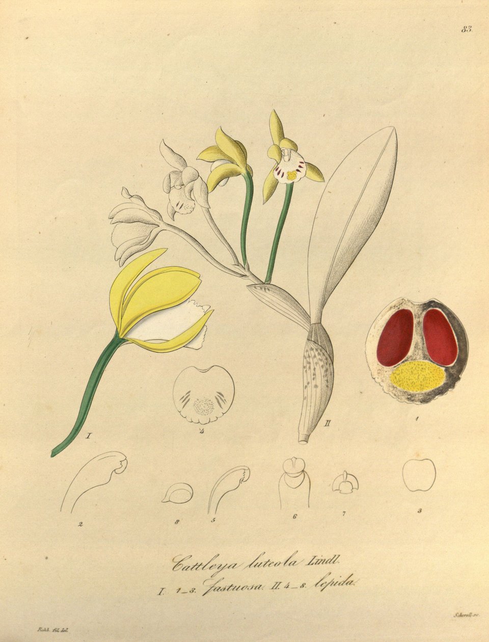Cattleya luteola çizimi by Heinrich Gustav Reichenbach