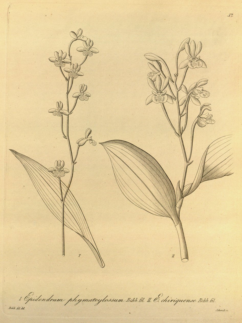 Prosthechea varicosa