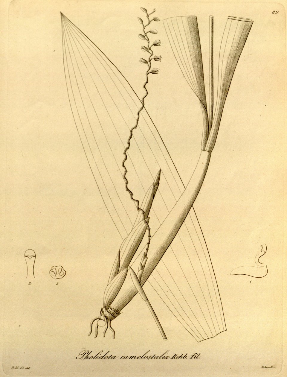 Pholidota camelostalix çizimi by Heinrich Gustav Reichenbach