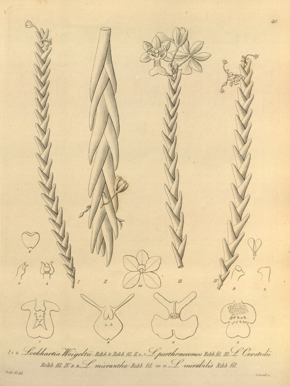  by Heinrich Gustav Reichenbach