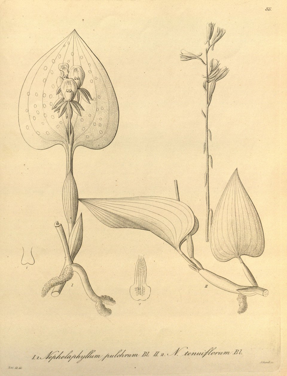 Bu dosya Biodiversity Heritage Library