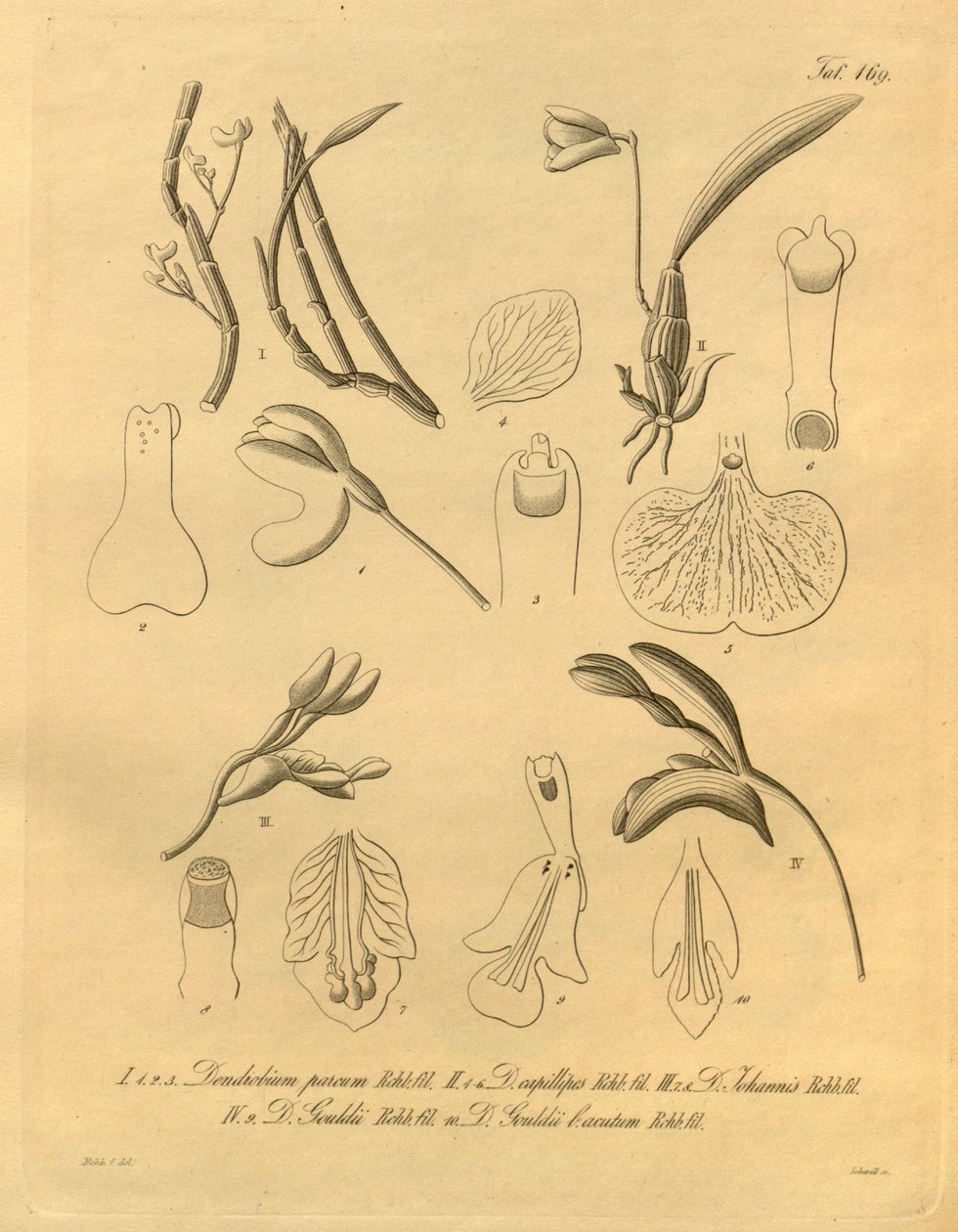 Bu dosya Biodiversity Heritage Library