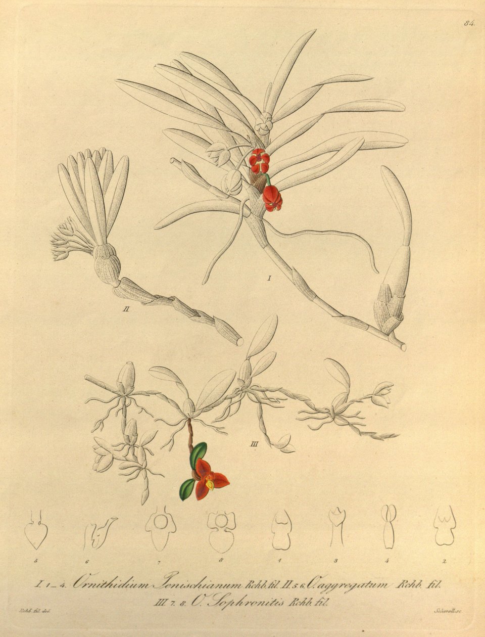 Bu dosya Biodiversity Heritage Library