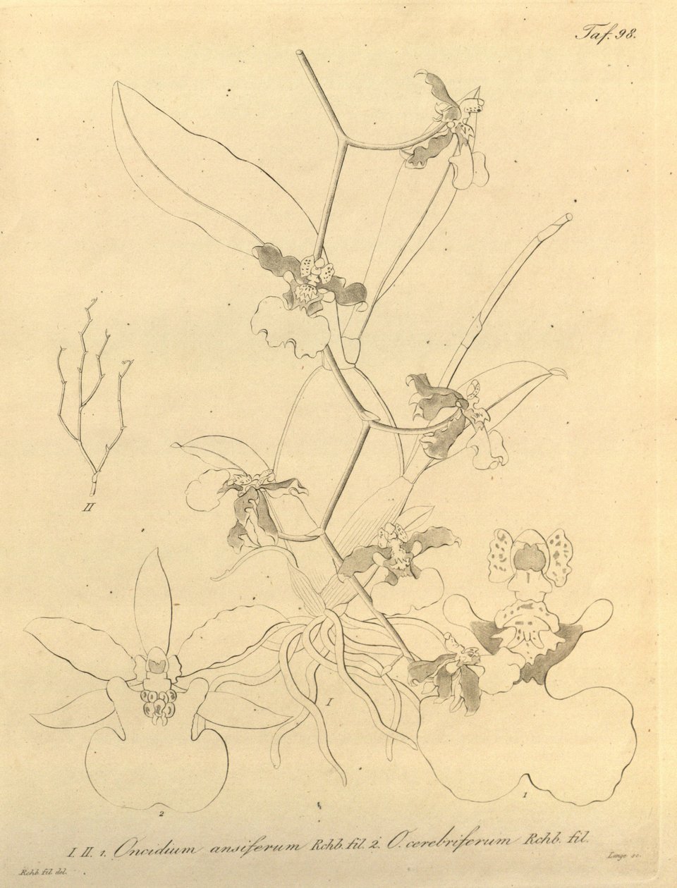 Bu dosya Biodiversity Heritage Library