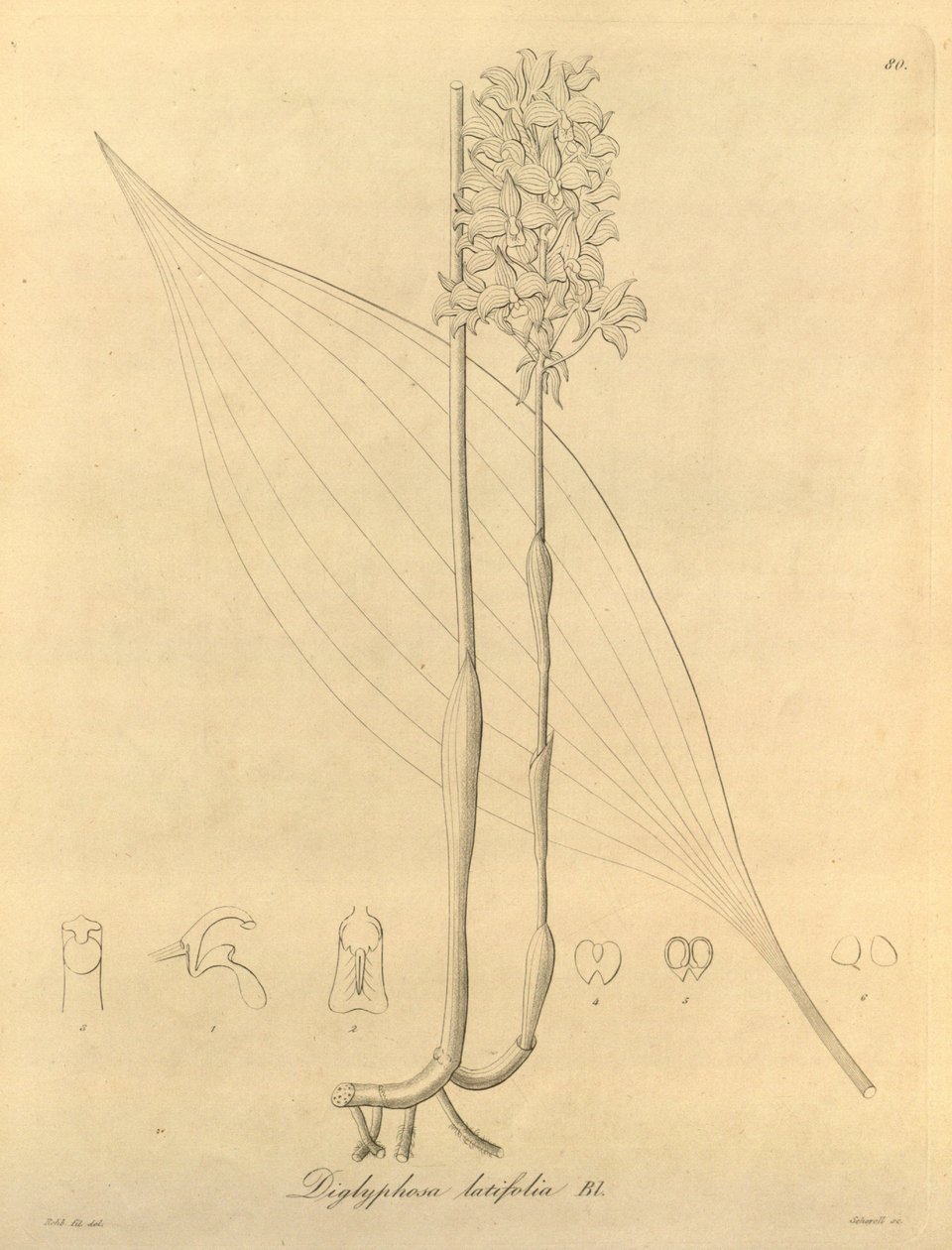 Bu dosya Biodiversity Heritage Library