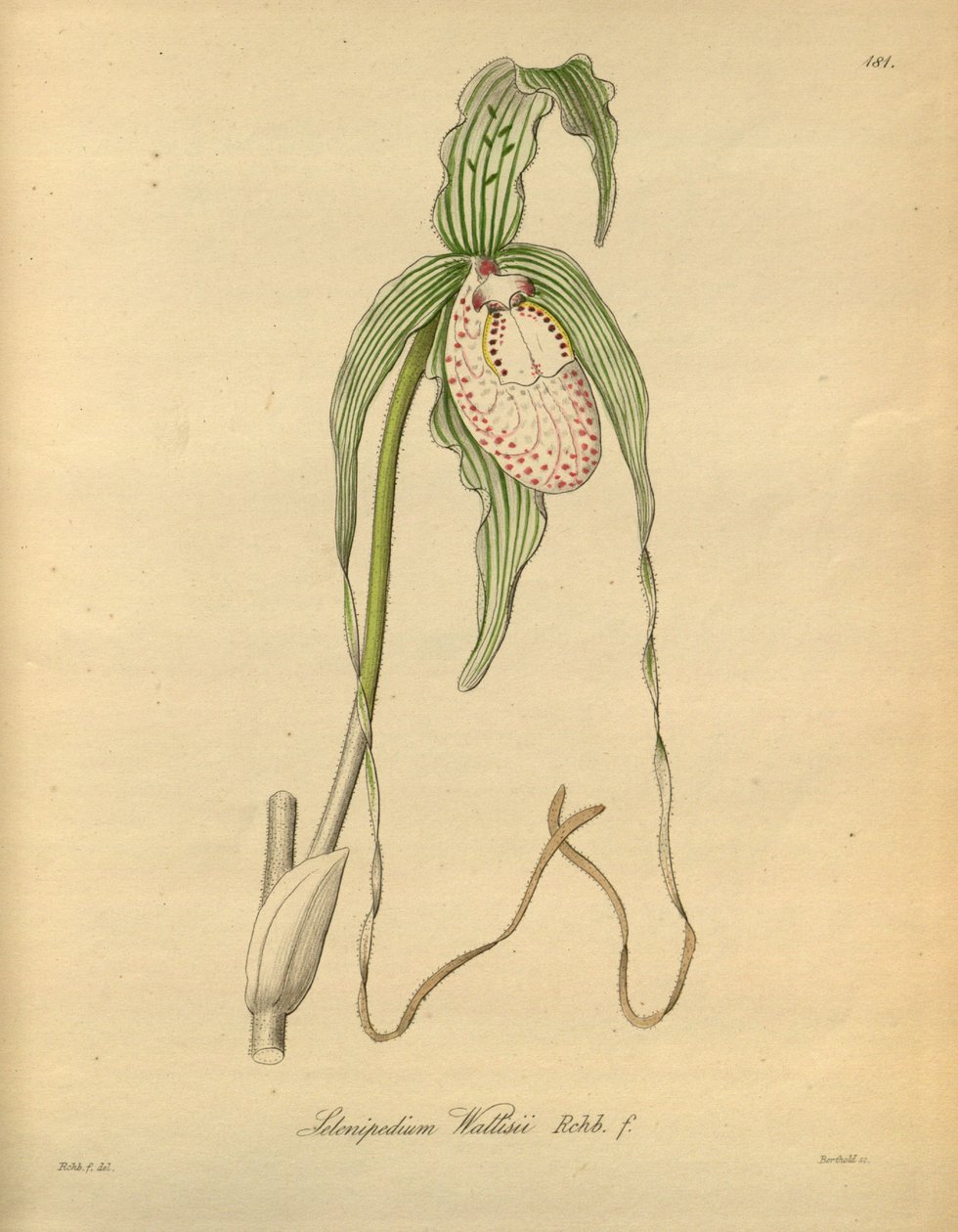 Bu dosya Biodiversity Heritage Library