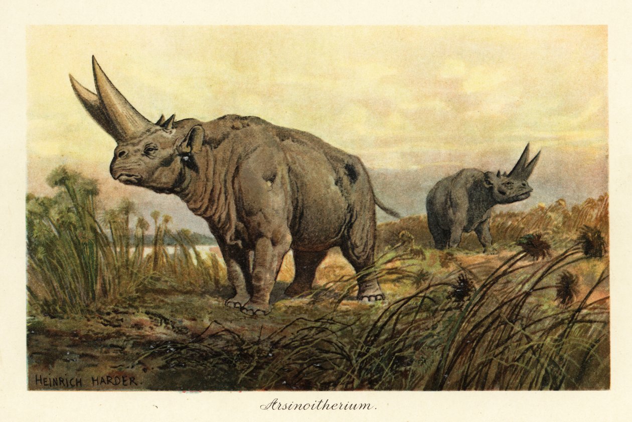 Arsinoitherium, soyu tükenmiş penungulate memeli cinsi., 1908 (Baskı) by Heinrich Harder