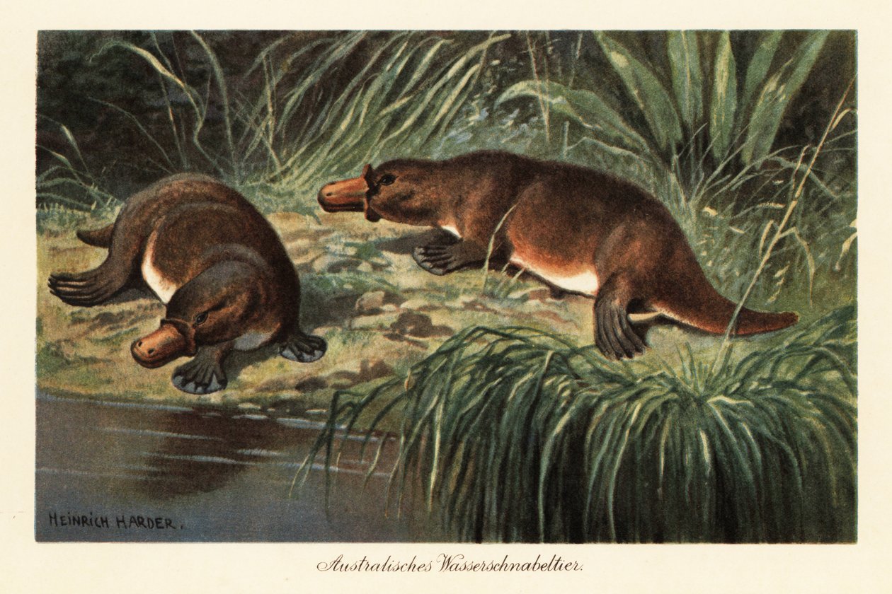 Ördek gagalı ornitorenk, Ornithorhynchus anatinus, nehir kıyısında. by Heinrich Harder