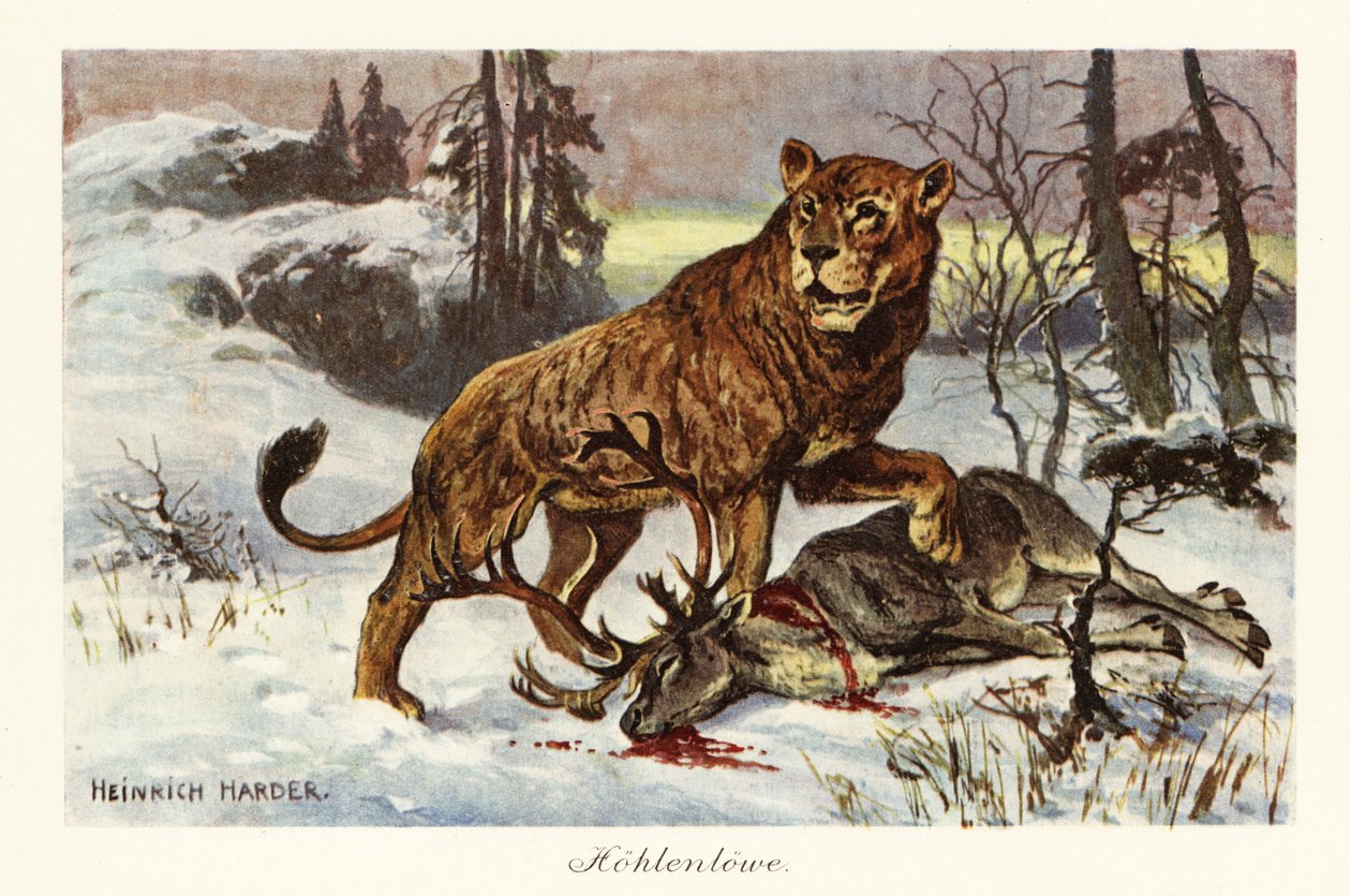Avrasya mağara aslanı, Panthera spelaea.,1908 (Baskı) by Heinrich Harder